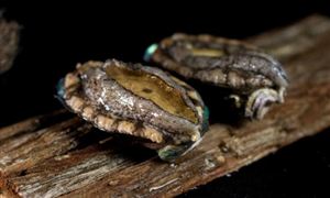 深圳租车热门车型一车难求2024汽车租赁行业市场现状调研(图7)