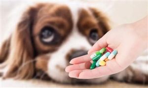 汽车租赁行业现状汽车租赁行业发展趋势(图3)