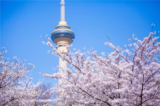 kaiyun网站：携程租车全攻略：避开陷阱解锁自驾幸福体验(图4)