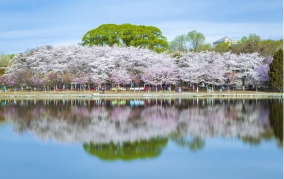 kaiyun网站：携程租车全攻略：避开陷阱解锁自驾幸福体验(图5)