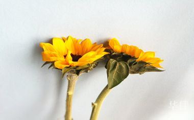 租车违法吗(图1)