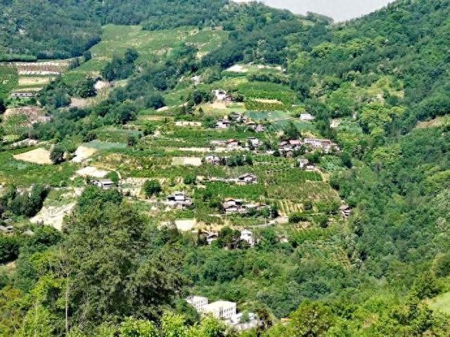 四川茂县土门镇“林下掘金”生态富民中药材种植激活乡村振兴新动能(图1)